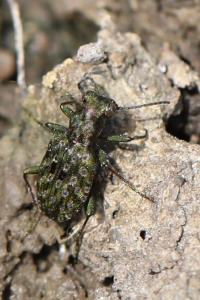 <i>Elaphrus riparius</i>