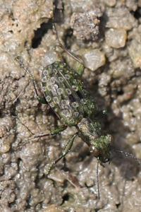 <i>Elaphrus riparius</i>
