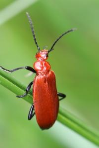 <i>Pyrochroa serraticornis</i>