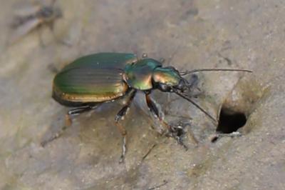 <i>Agonum marginatum</i>