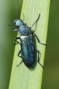<i>Psilothrix viridicoerulea</i>