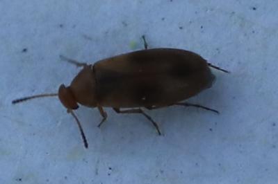 <i>Anaspis maculata</i>