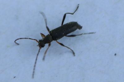 <i>Grammoptera ruficornis</i>