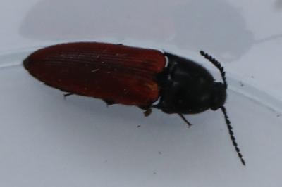 <i>Ampedus</i>
