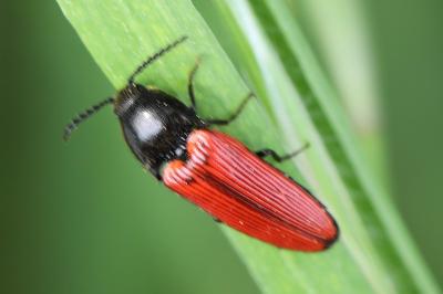 <i>Ampedus</i>