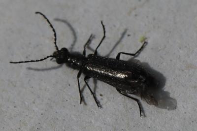 <i>Dasytes aeratus</i>