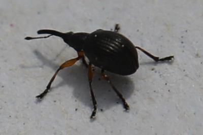<i>Protapion</i>