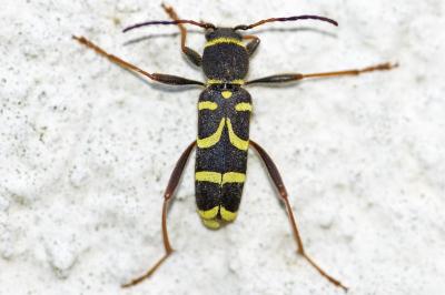 <i>Clytus arietis</i>