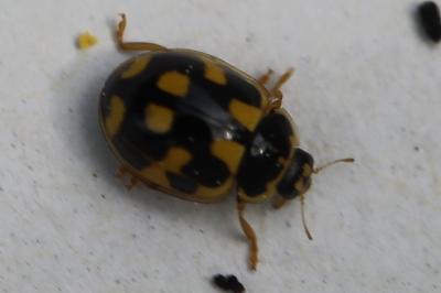 Coccinelle à damier