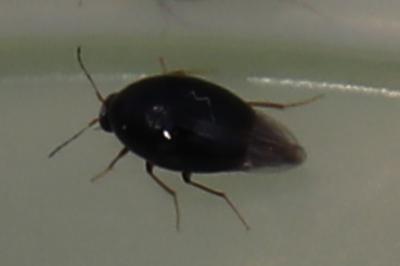 <i>Scaphisoma</i>