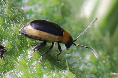 <i>Longitarsus dorsalis</i>