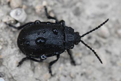 <i>Galeruca tanaceti</i>