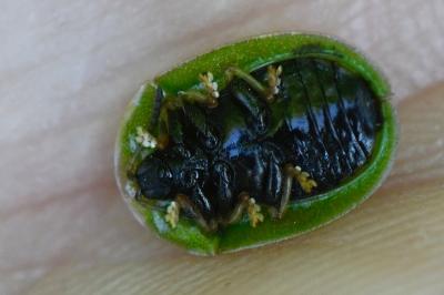 <i>Cassida rubiginosa</i>