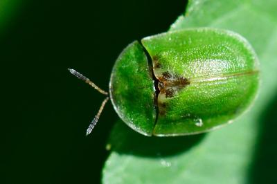 <i>Cassida rubiginosa</i>