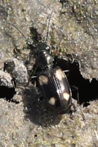 <i>Bembidion quadripustulatum</i>