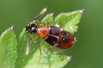 <i>Zyras collaris</i>