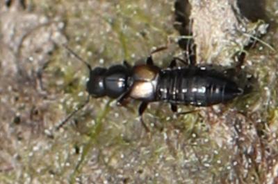 <i>Platystethus</i>