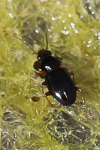 <i>Bembidion</i>