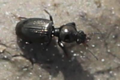<i>Dyschirius</i>