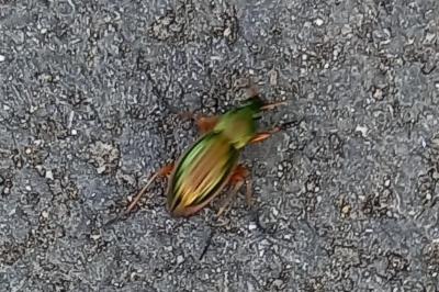 <i>Carabus auratus</i>