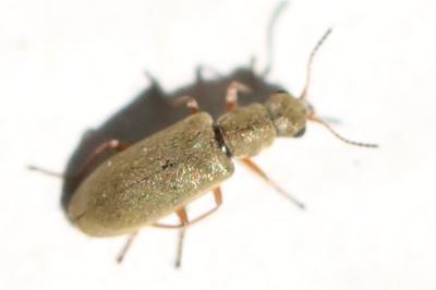 Danacea pallipes