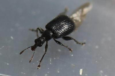 Deporaus betulae