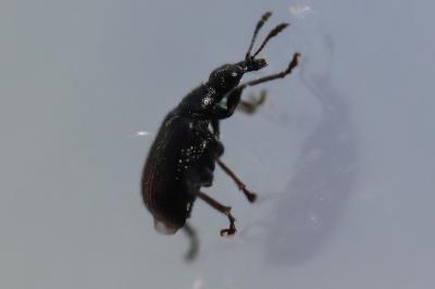 <i>Deporaus betulae</i>