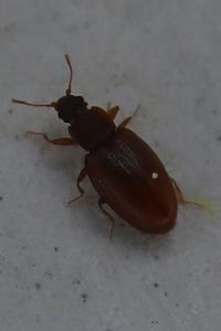 <i>Enicmus transversus</i>