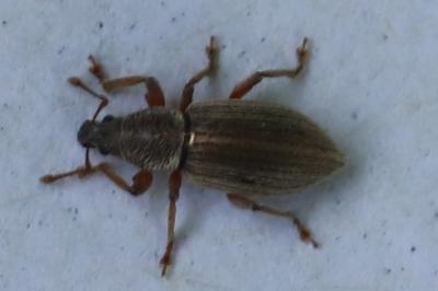 <i>Polydrusus marginatus</i>