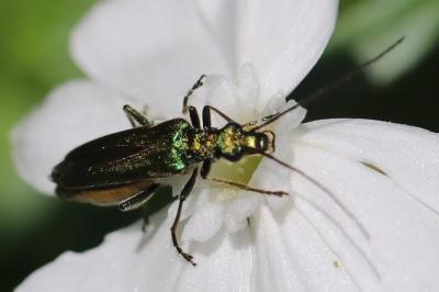 <i>Oedemera nobilis</i>