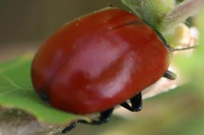 <i>Chrysomela populi</i>