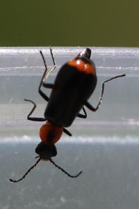 <i>Attalus minimus</i>