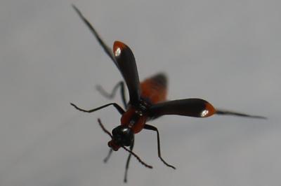 <i>Attalus minimus</i>