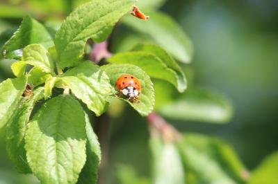 <i>Harmonia axyridis</i>