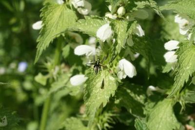 <i>Oedemera nobilis</i>