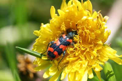 <i>Trichodes alvearius</i>