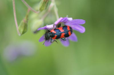 <i>Trichodes alvearius</i>