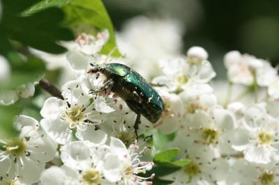 <i>Cetonia aurata</i>