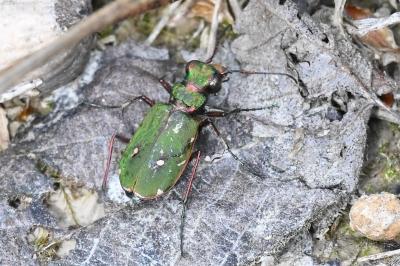 <i>Cicindela campestris</i>