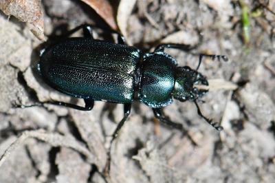 <i>Platycerus caraboides</i>
