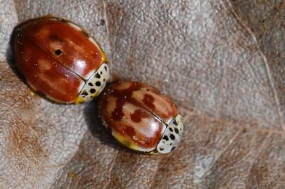 <i>Harmonia quadripunctata</i>