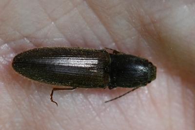<i>Athous haemorrhoidalis</i>
