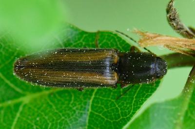 <i>Athous vittatus</i>