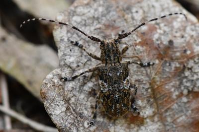 Mesosa nebulosa