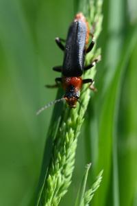 <i>Cantharis fusca</i>