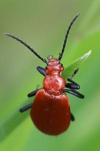 <i>Pyrochroa serraticornis</i>