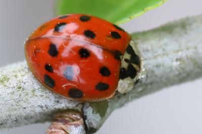 <i>Harmonia axyridis</i>