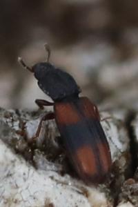 <i>Bitoma crenata</i>