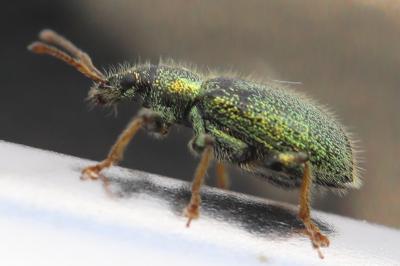 <i>Phyllobius betulinus</i>
