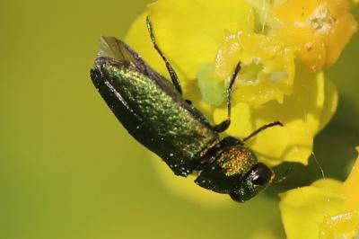 <i>Anthaxia nitidula</i>